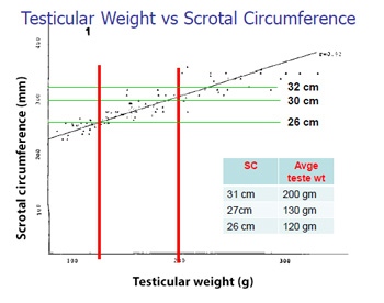 Testicular-Weight-vs-Scrotal-Circumference(1)