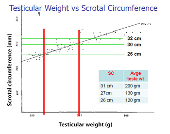 Testicular-Weight-vs-Scrotal-Circumference(1) Testicular-Weight-vs-Scrotal-Circumference(1)