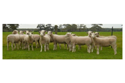 Ewe Selection for Commercial Producers