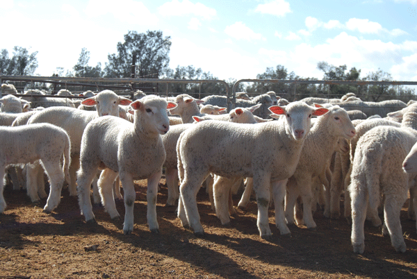 bell-lambs