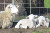 ewes_lambs