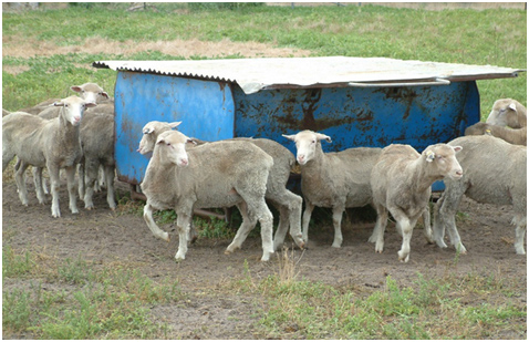 feedlot