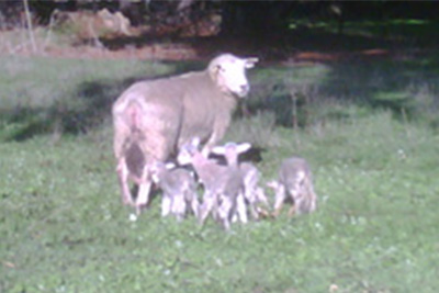 lamb-survival_th lamb-survival_th