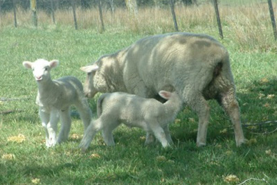 right_lambing_paddock