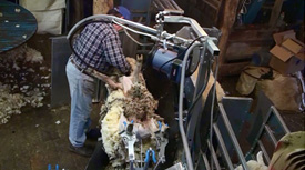 shearing