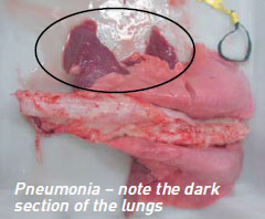 sheep-pneumonia-web sheep-pneumonia-web