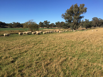 1-White-Suffolk-ewes-and-lambs-at-Omeo