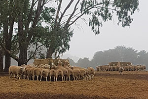 3.	Performance recording in Drought conditions