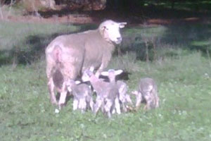 Precision Lambing