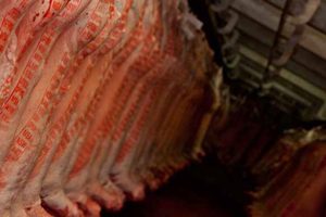 Carcase grading for MSA lamb