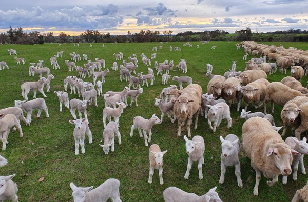Lambs aplenty Lambs aplenty