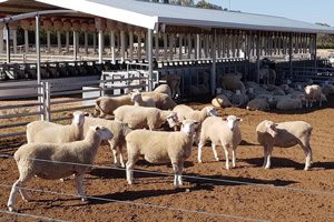 Assessing Feed Conversion