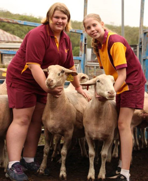 Donated Ewes Donated Ewes