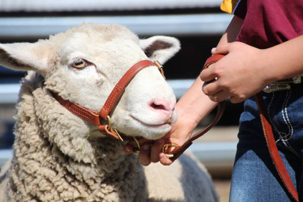 Ewe Lamb at Dalby High Ewe Lamb at Dalby High