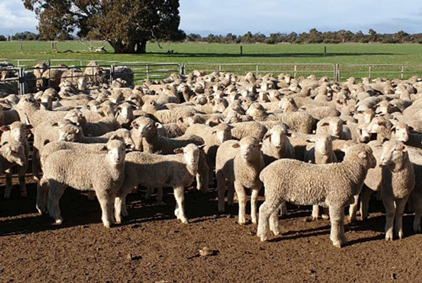 First Cross Production Lambs