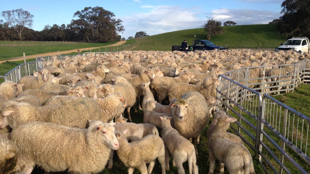 Clothier1 ROBUST BREEDING: With a focus on ewe reproduction and flock profitability, this year the Clothier family, Greenvale, Woolumbool, achieved 143 per cent lambing rate from ewes mated.