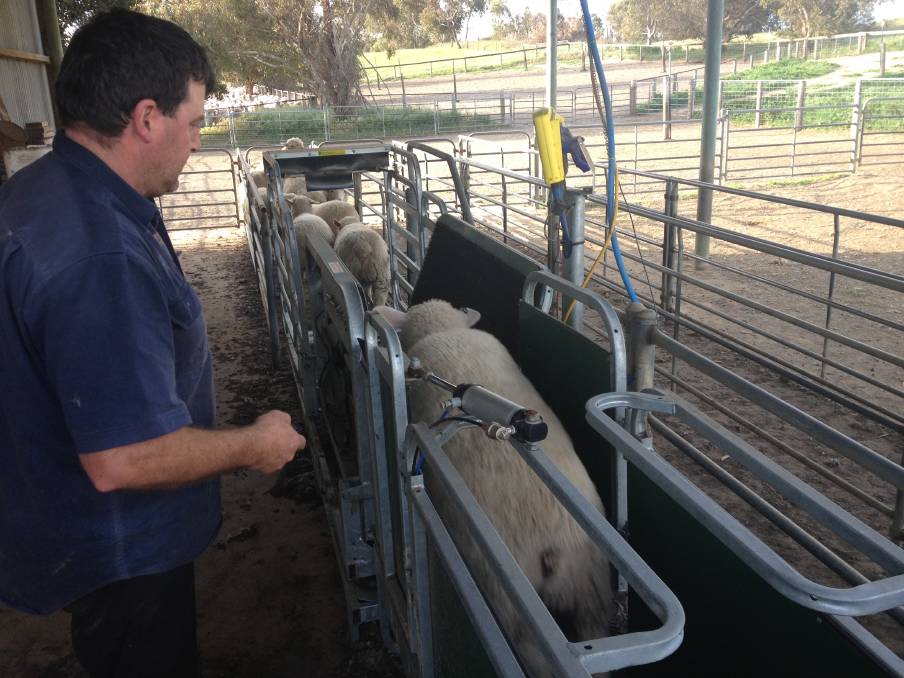 Clothier2 WEIGH-IN: The Clothiers weigh all their lambs prior to sale, aiming to turn them off at an average carcase weight of 22 kilograms.