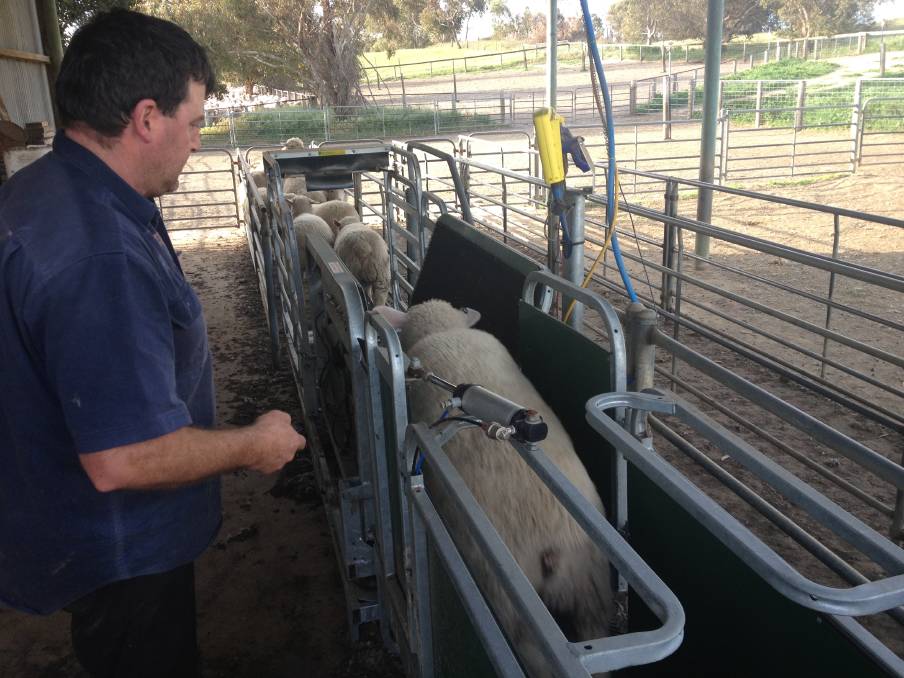 WEIGH-IN: The Clothiers weigh all their lambs prior to sale, aiming to turn them off at an average carcase weight of 22 kilograms.