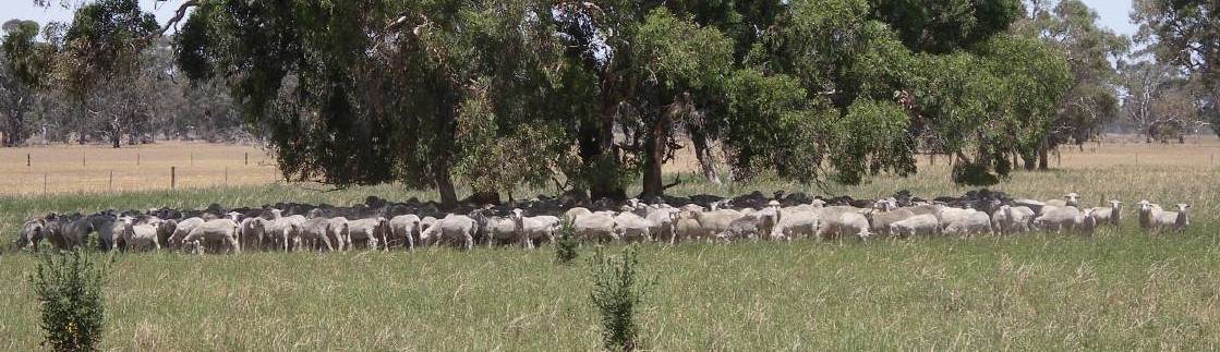 NUTRITION FOCUS: Crossbred lambs graze dryland lucern paddocks through the summer to be finished. 