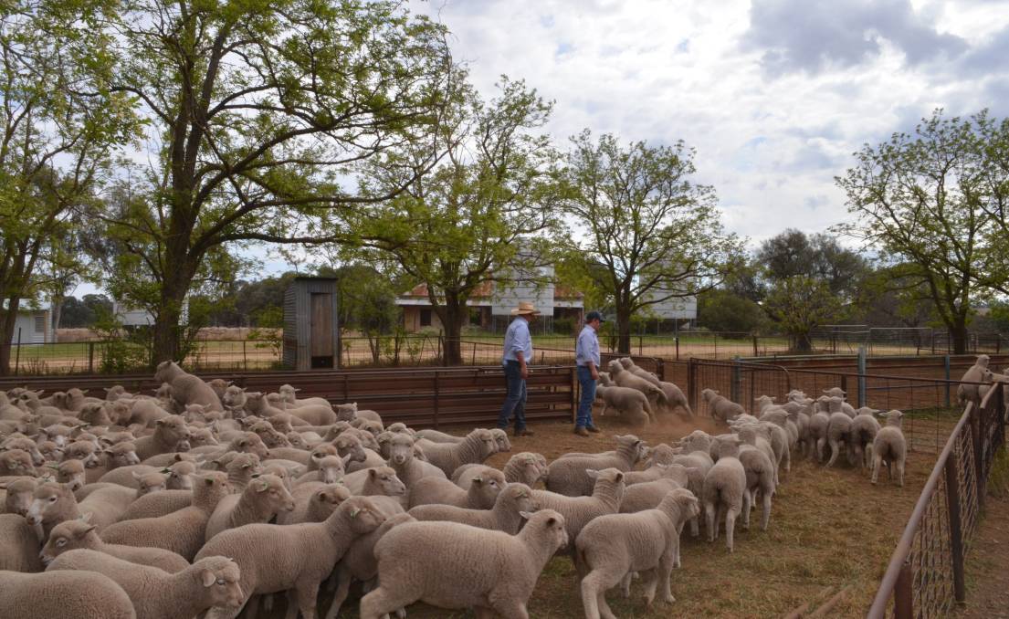 Image 2 Counting the White Suffolk/Merino lambs after drafting into weight groups.