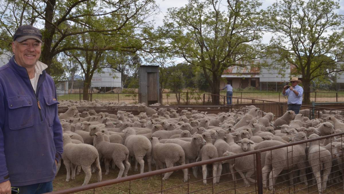 Tony Wallace is very pleased with the condition of his White Suffolk Merino cross lambs just weaned and weighed into groups. They are being assess by David Corcoran, Delta, Young for listing on AuctionsPlus.