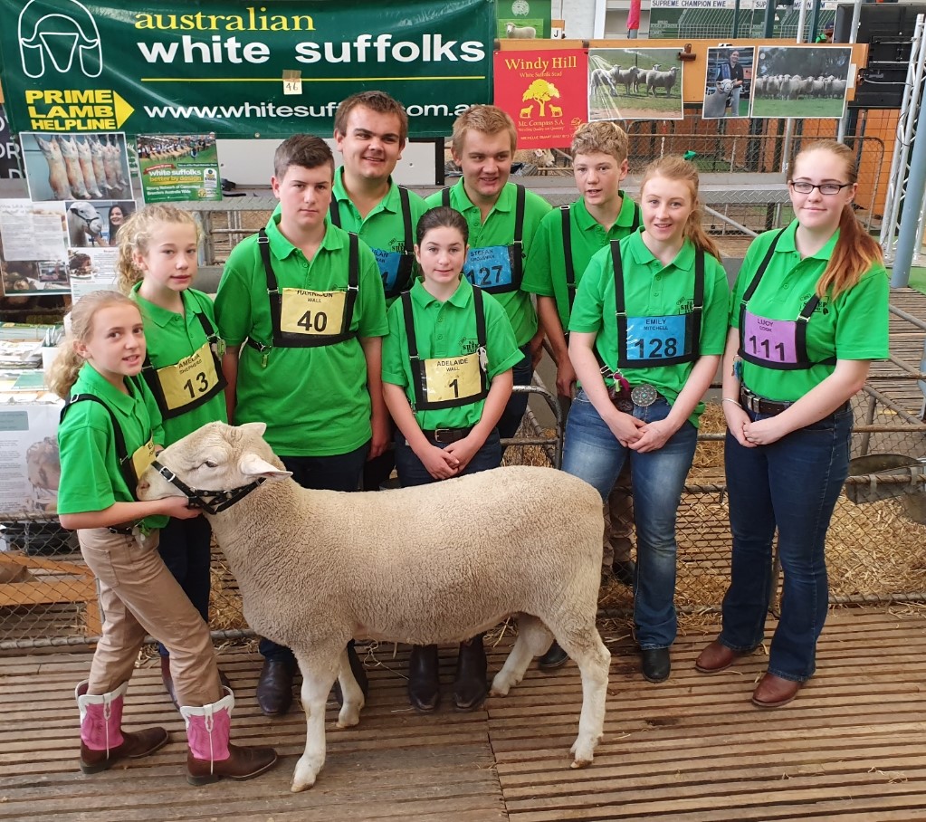 White Suffolk participants at the 2018 SA Sheep Expo