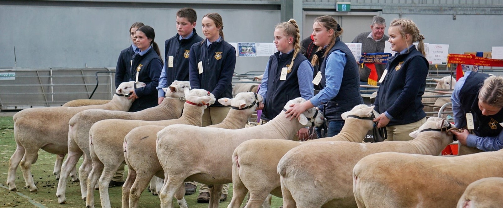 The lineup of youth during the 2019 Elite White Suffolk Show & Sale junior handler competition.