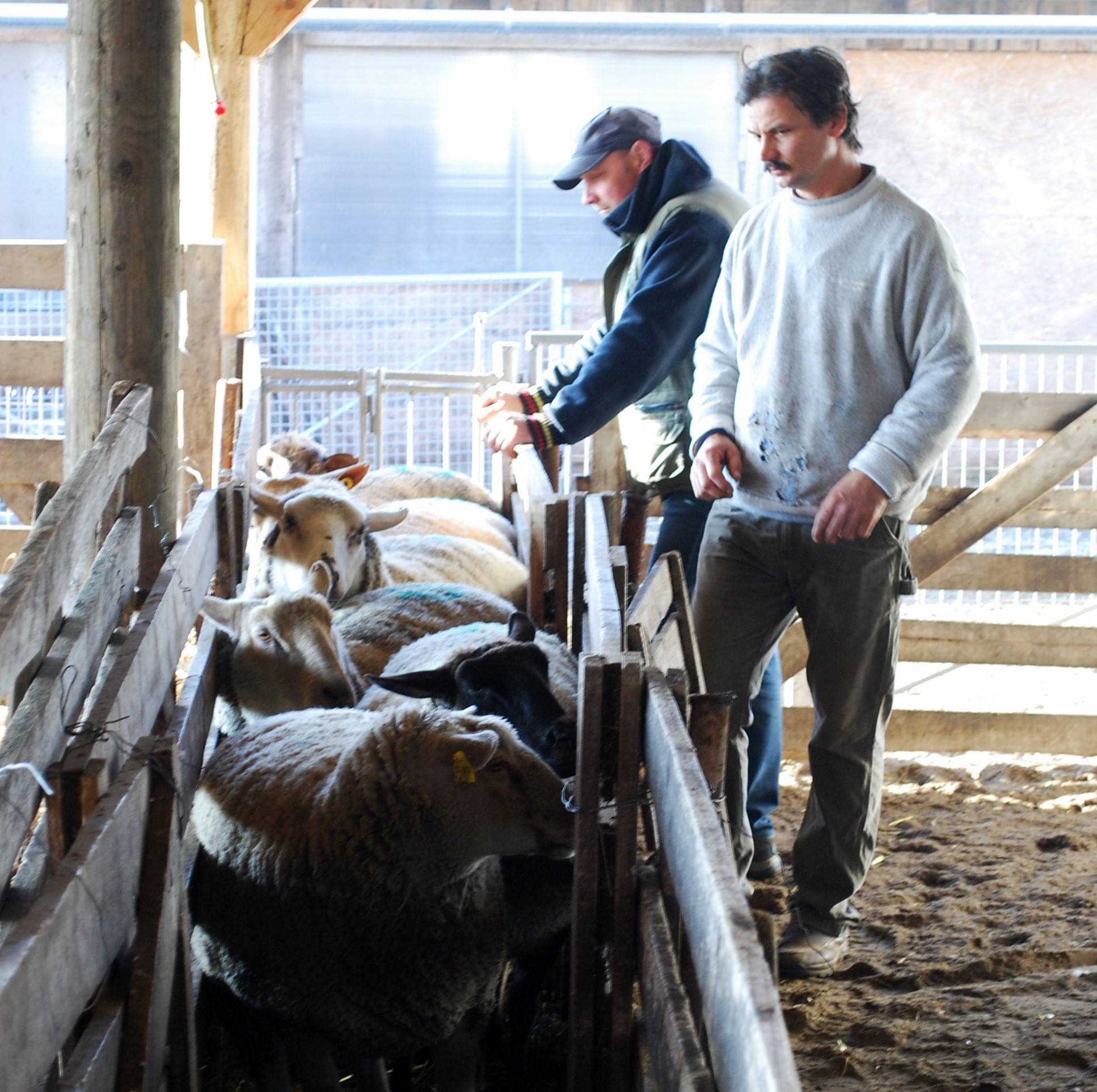 Levente Lajko, closest to camera, looking over some of his commercial ewes bred from imported Australian White Suffolk genetics.