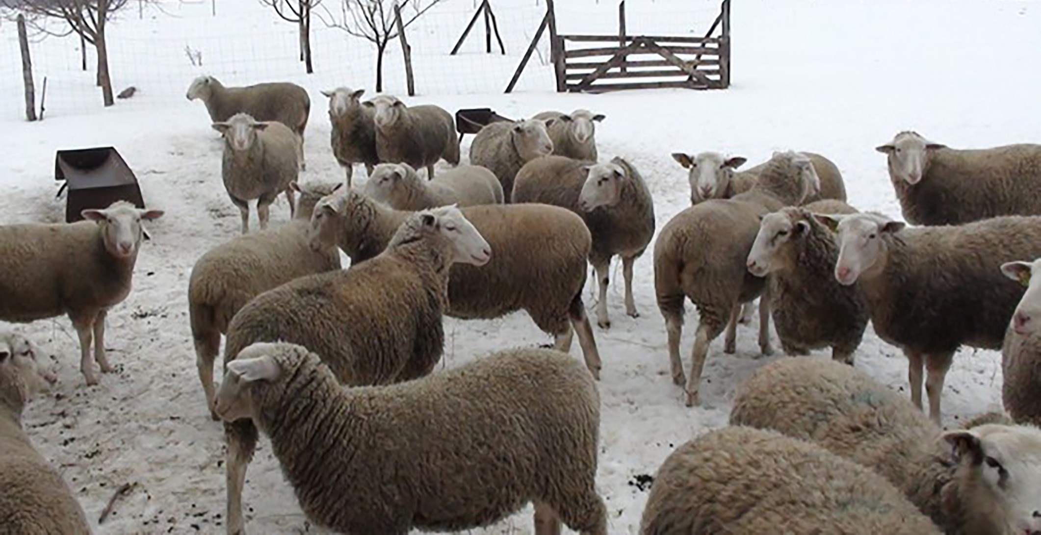 White Suffolk ewe hoggets in the cold of mid-winter at Fala stud, Hungary