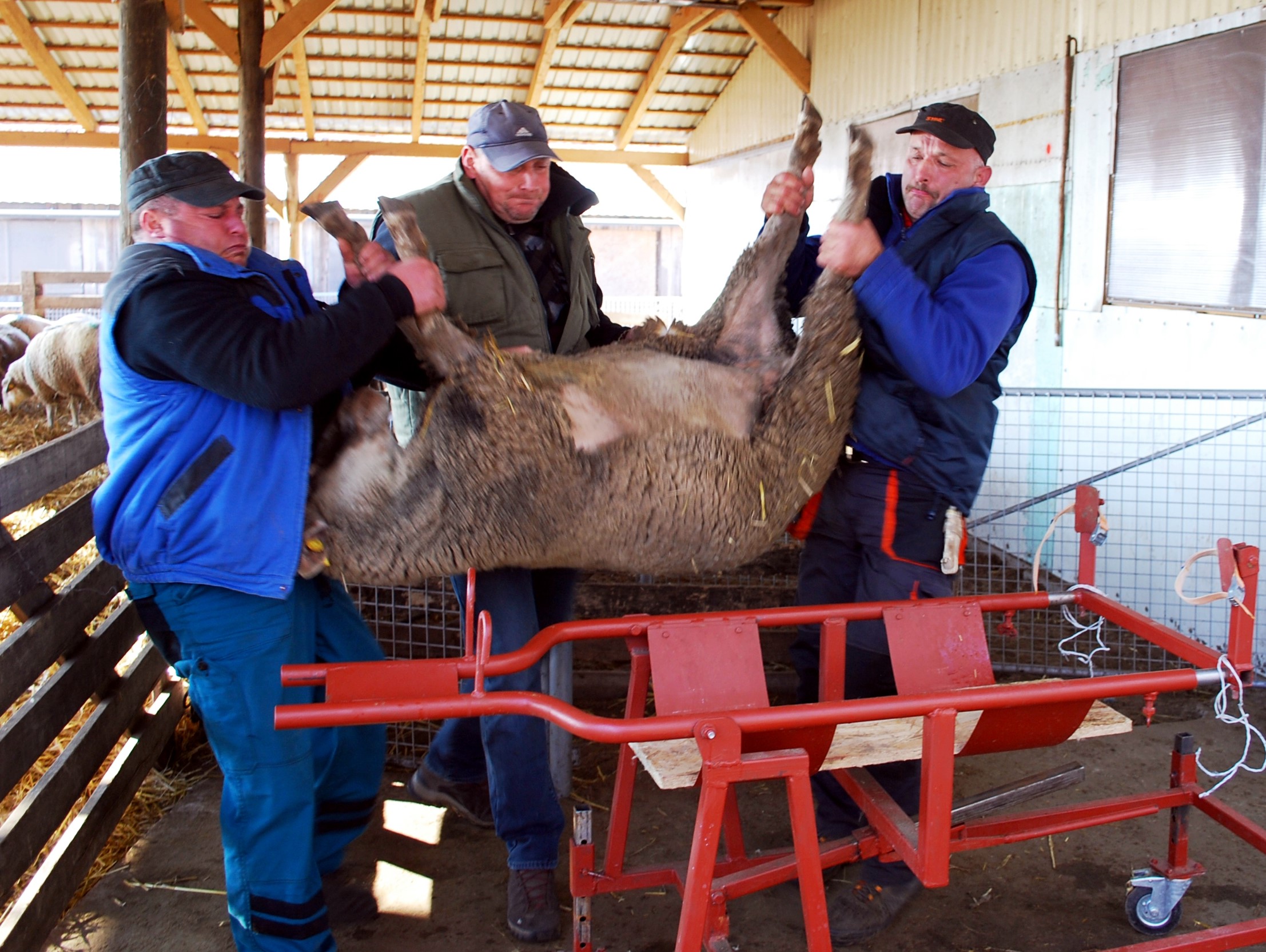 Embryo transfer being undertaken into recipient ewes.
