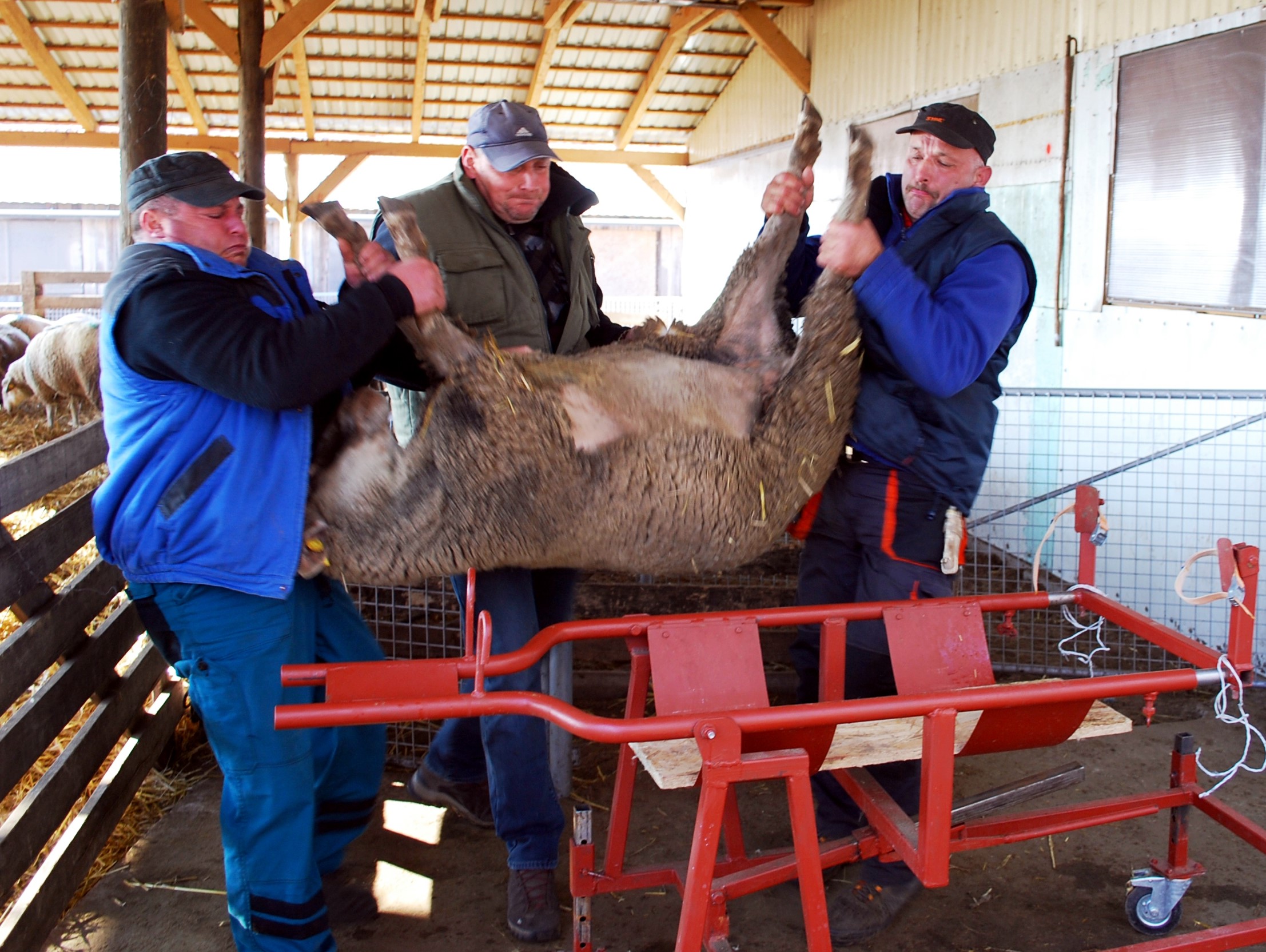 Photo3-recipientewes-Hungary Embryo transfer being undertaken into recipient ewes.