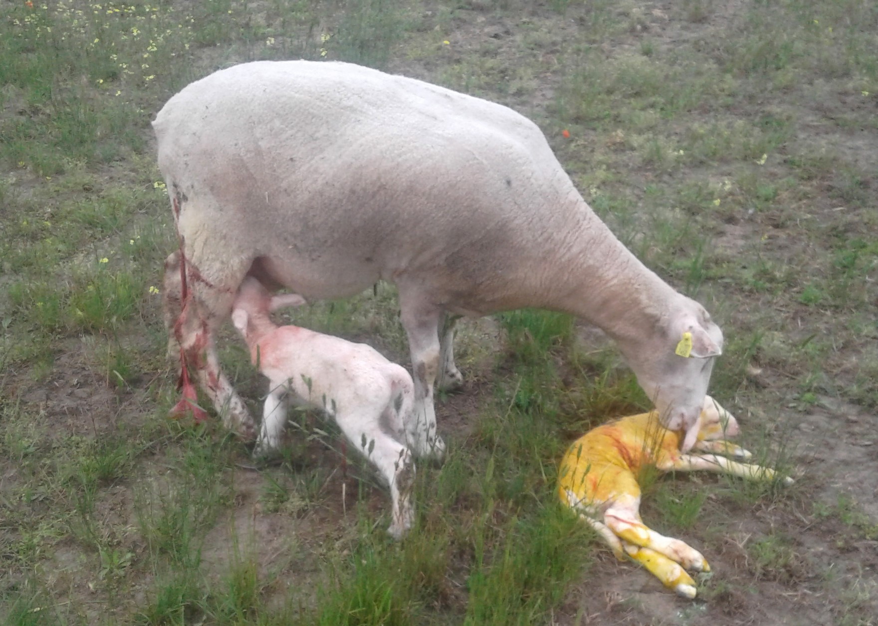 White Suffolk ewe lambing down twin lambs.