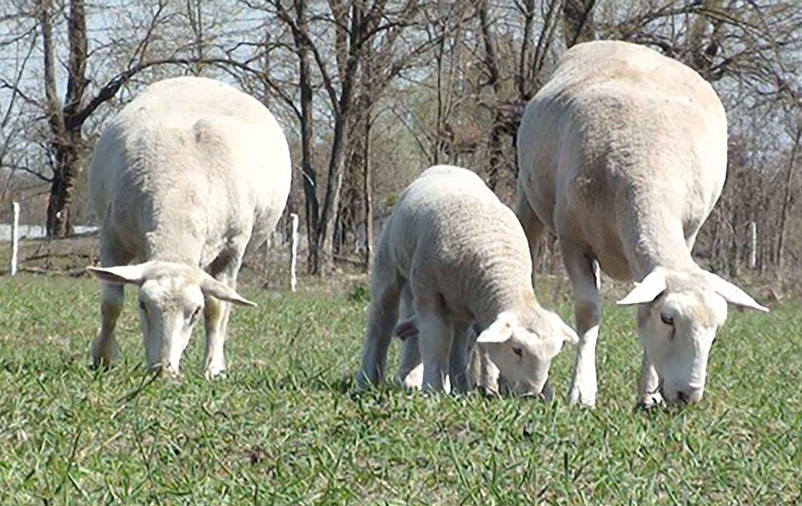 White Suffolk ewes and lambs grazing at Fala.