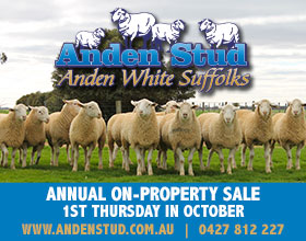 Anden White Suffolk Stud