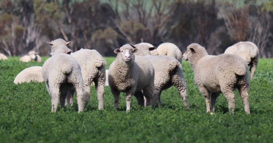 The O'Meehans run a flock of about 2500 breeding ewes on 4000 arable hectares.
Photo courtesy Farm Weekly. 