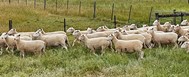 Optimize Ewe Health