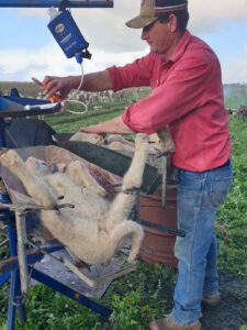 Lambs were tagged and measured at marking.