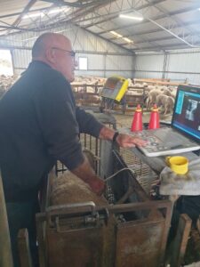 All lambs were scanned for muscle and fat prior to slaughter.