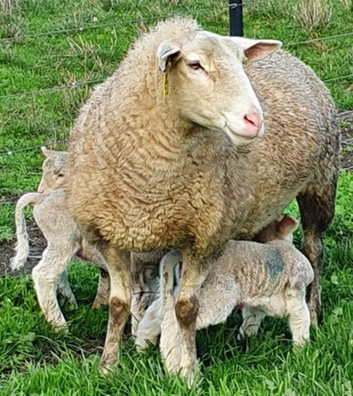 Twin Lamb Survival
