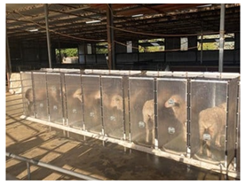 Methane Efficient Sheep