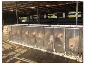 Methane Efficient Sheep Methane Efficient Sheep