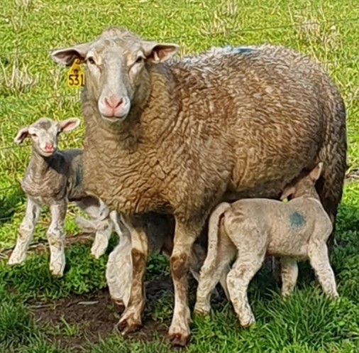 Scoring Lambing Ease