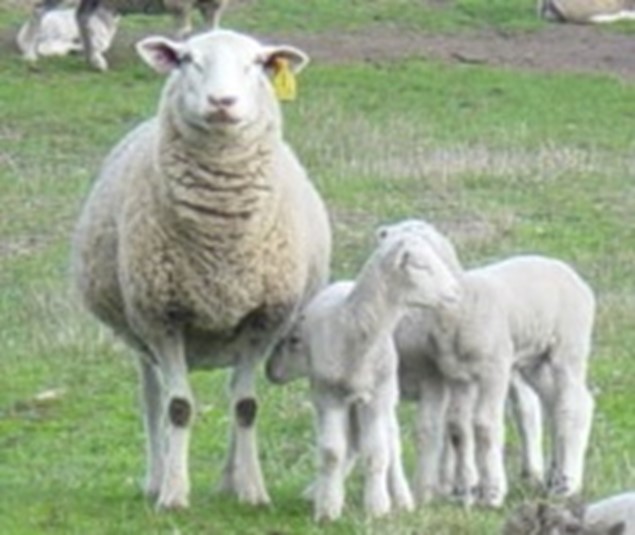 Predicting Lambing Dates