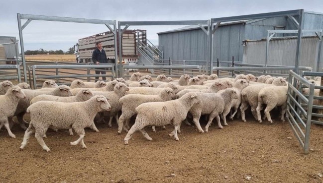 Satellite Flock