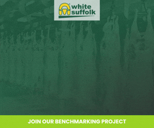 White Suffolk Carcase & EQ Benchmarking Project 2026 (1)