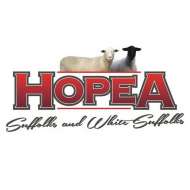 Hopea White Suffolk Stud 