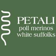 Petali White Suffolk Stud 
