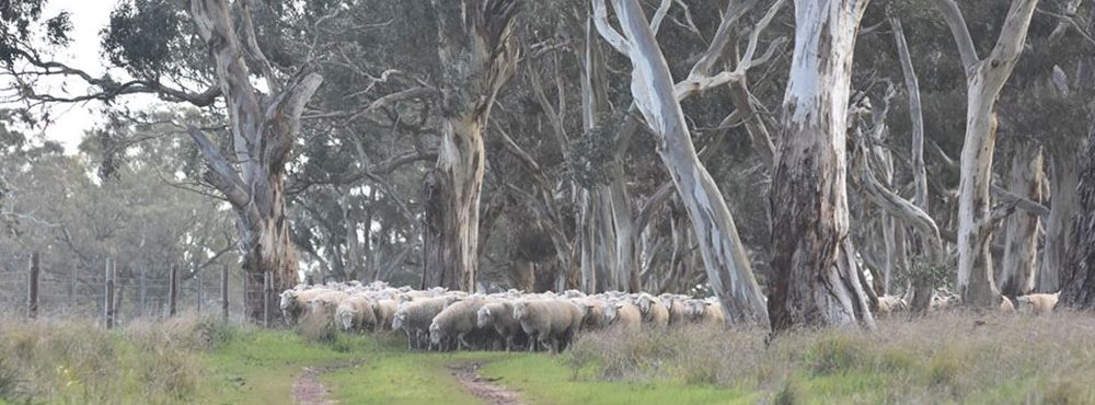 lday@dayswhiteface.com.au