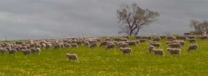woolumbool@bigpond.com.au