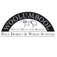 Woolumbool White Suffolk Stud 